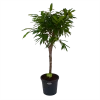 Ficus Binnendijkii Amstel King Op Stam - Treurvijg - P31 H140 - Kamerplant 1 Ficus Binnendijkii Amstel King Op Stam - Treurvijg - P31 H140 - Kamerplant -Woondecoratie Kortingen ficus binnendijkii amstel king op stam treurvijg p31 h140 1