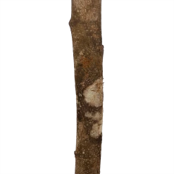 Ficus Binnendijkii Amstel King Op Stam - Treurvijg - P31 H140 - Kamerplant -Woondecoratie Kortingen ficus binnendijkii amstel king op stam treurvijg p31 h140 6