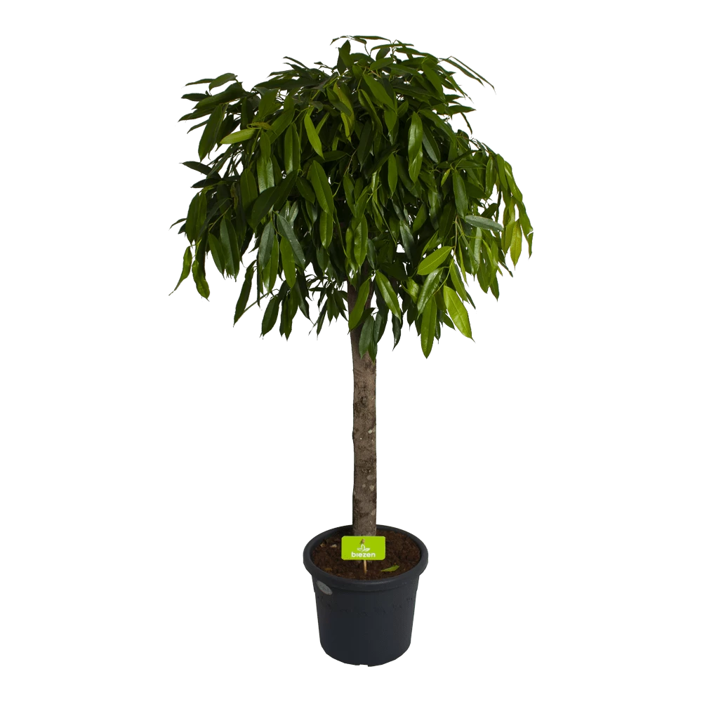 Ficus Binnendijkii Amstel King Op Stam - Treurvijg - P40 H170 - Kamerplant 3 Ficus Binnendijkii Amstel King Op Stam - Treurvijg - P40 H170 - Kamerplant