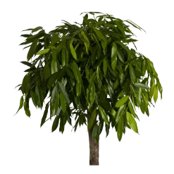 Ficus Binnendijkii Amstel King Op Stam - Treurvijg - P40 H170 - Kamerplant 7 Ficus Binnendijkii Amstel King Op Stam - Treurvijg - P40 H170 - Kamerplant -Woondecoratie Kortingen ficus binnendijkii amstel king op stam treurvijg p40 h170 3
