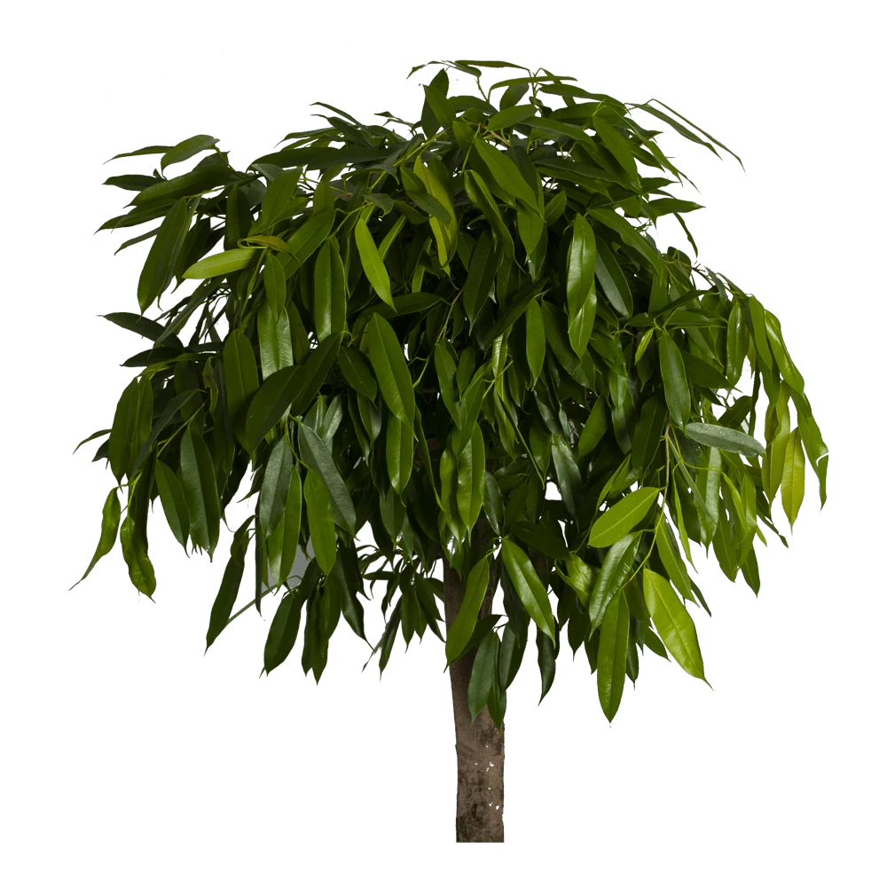 Ficus Binnendijkii Amstel King Op Stam - Treurvijg - P40 H170 - Kamerplant 4 Ficus Binnendijkii Amstel King Op Stam - Treurvijg - P40 H170 - Kamerplant - Afbeelding 2