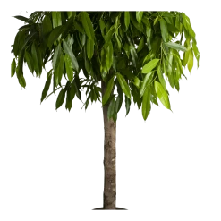 Ficus Binnendijkii Amstel King Op Stam - Treurvijg - P40 H170 - Kamerplant 8 Ficus Binnendijkii Amstel King Op Stam - Treurvijg - P40 H170 - Kamerplant -Woondecoratie Kortingen ficus binnendijkii amstel king op stam treurvijg p40 h170 4