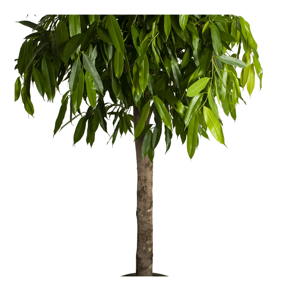 Ficus Binnendijkii Amstel King Op Stam - Treurvijg - P40 H170 - Kamerplant 5 Ficus Binnendijkii Amstel King Op Stam - Treurvijg - P40 H170 - Kamerplant - Afbeelding 3