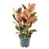 Ficus Elastica Belize - Rubberboom - P27 H100 - Kamerplant 1 Ficus Elastica Belize - Rubberboom - P27 H100 - Kamerplant -Woondecoratie Kortingen ficus elastica belize rubberboom p27 h100 1