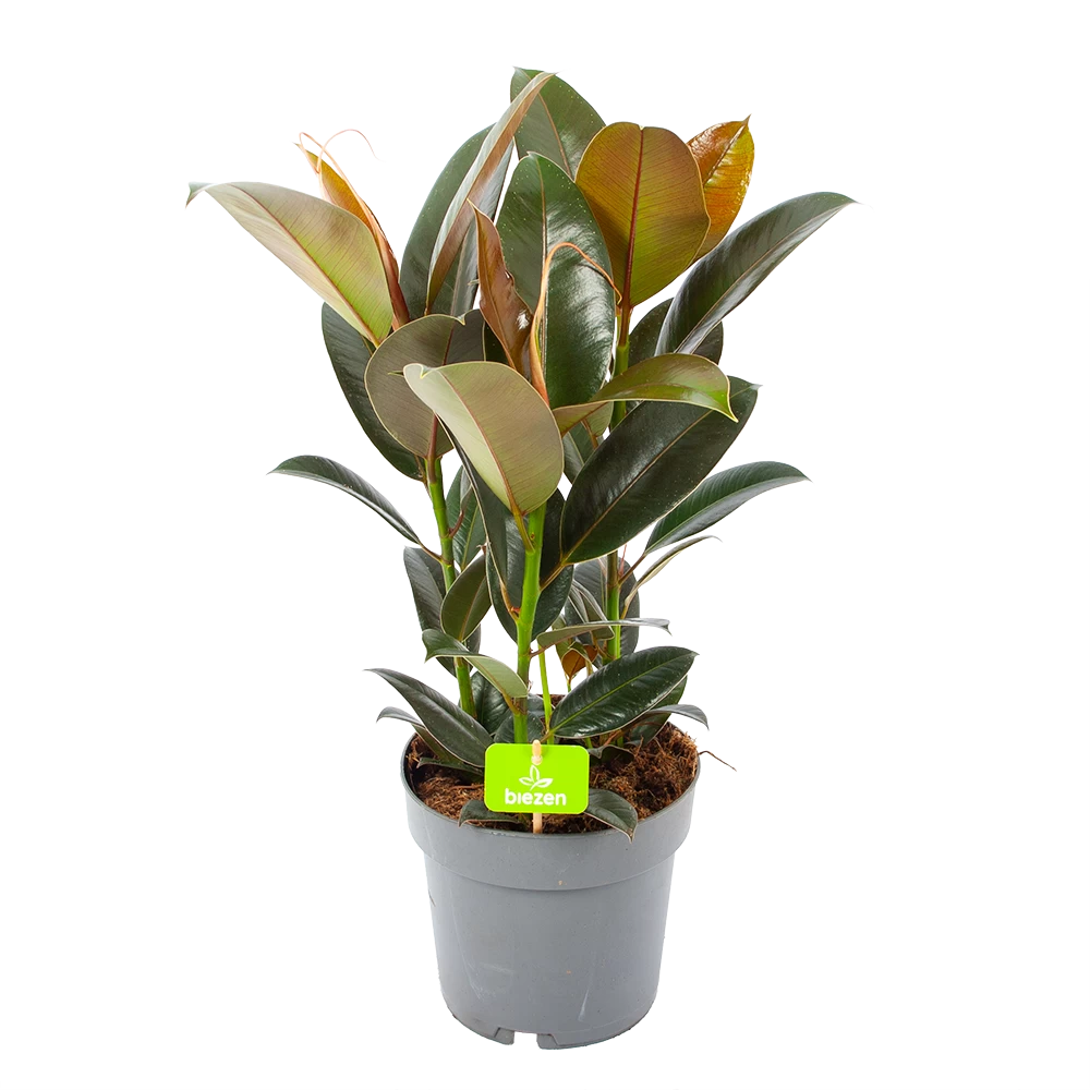 Ficus Elastica Melany - Rubberboom - P19 H55 - Kamerplant 3 Ficus Elastica Melany - Rubberboom - P19 H55 - Kamerplant