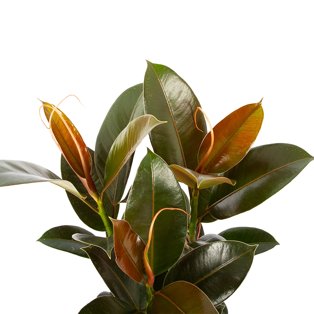 Ficus Elastica Melany - Rubberboom - P19 H55 - Kamerplant 4 Ficus Elastica Melany - Rubberboom - P19 H55 - Kamerplant - Afbeelding 2