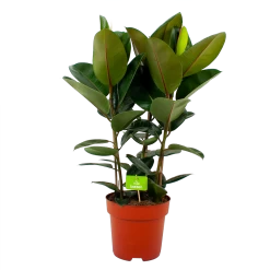 Ficus Elastica Robusta - Rubberboom - P27 H100 - Kamerplant