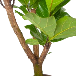 Ficus Lyrata Vertakt - Tabaksplant - P24 H130 - Kamerplant -Woondecoratie Kortingen ficus lyrata tabaksplant p24 h130 6 3