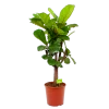 Ficus Lyrata Vertakt - Tabaksplant - P30 H130 - Kamerplant 2 Ficus Lyrata Vertakt - Tabaksplant - P30 H130 - Kamerplant -Woondecoratie Kortingen ficus lyrata tabaksplant p30 h130 1 1