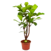 Ficus Lyrata Vertakt - Tabaksplant - P40 H160 - Kamerplant -Woondecoratie Kortingen ficus lyrata tabaksplant p40 h160 1 1