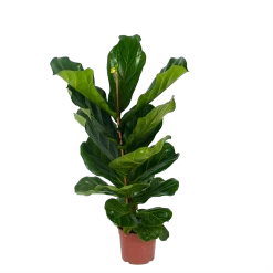 Ficus Lyrata - Tabaksplant - Toef - P17 H90 - Kamerplant