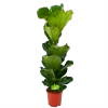 Ficus Lyrata - Tabaksplant - Toef - P21 H90 - Kamerplant -Woondecoratie Kortingen ficus lyrata tabaksplant toef p21 h90 1 1