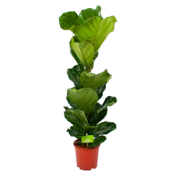 Ficus Lyrata - Tabaksplant - Toef - P21 H90 - Kamerplant