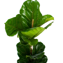 Ficus Lyrata - Tabaksplant - Toef - P21 H90 - Kamerplant -Woondecoratie Kortingen ficus lyrata tabaksplant toef p21 h90 6 1