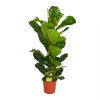 Ficus Lyrata - Tabaksplant - Toef - P24 H120 - Kamerplant -Woondecoratie Kortingen ficus lyrata tabaksplant toef p24 h120 1