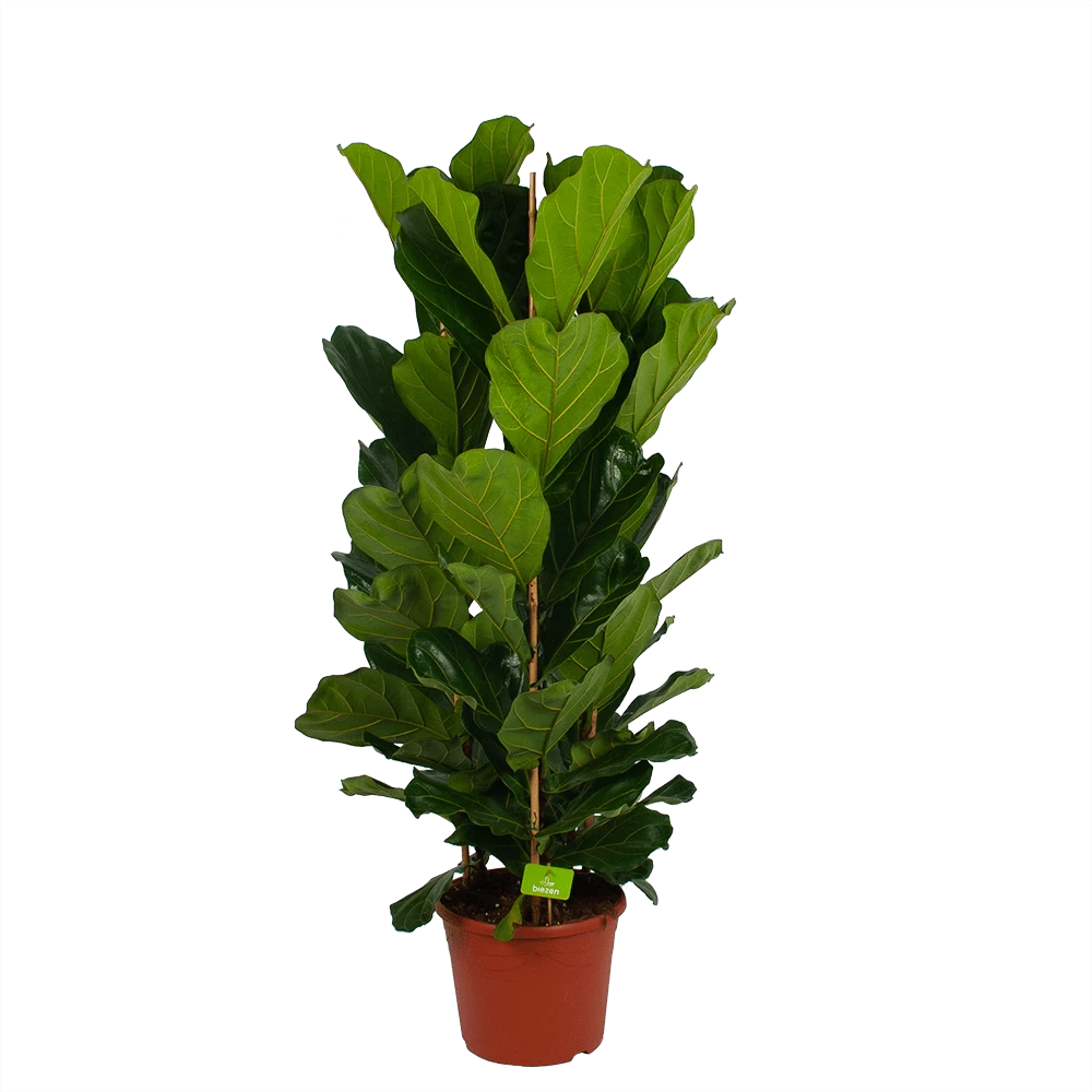 Ficus Lyrata - Tabaksplant - Toef - P35 H150 - Kamerplant 3 Ficus Lyrata - Tabaksplant - Toef - P35 H150 - Kamerplant