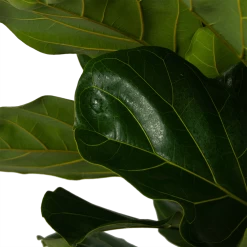 Ficus Lyrata - Tabaksplant - Toef - P35 H150 - Kamerplant 7 Ficus Lyrata - Tabaksplant - Toef - P35 H150 - Kamerplant -Woondecoratie Kortingen ficus lyrata tabaksplant toef p35 h150 5
