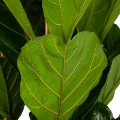 Ficus Lyrata - Tabaksplant - Toef - P35 H150 - Kamerplant 8 Ficus Lyrata - Tabaksplant - Toef - P35 H150 - Kamerplant -Woondecoratie Kortingen ficus lyrata tabaksplant toef p35 h150 6