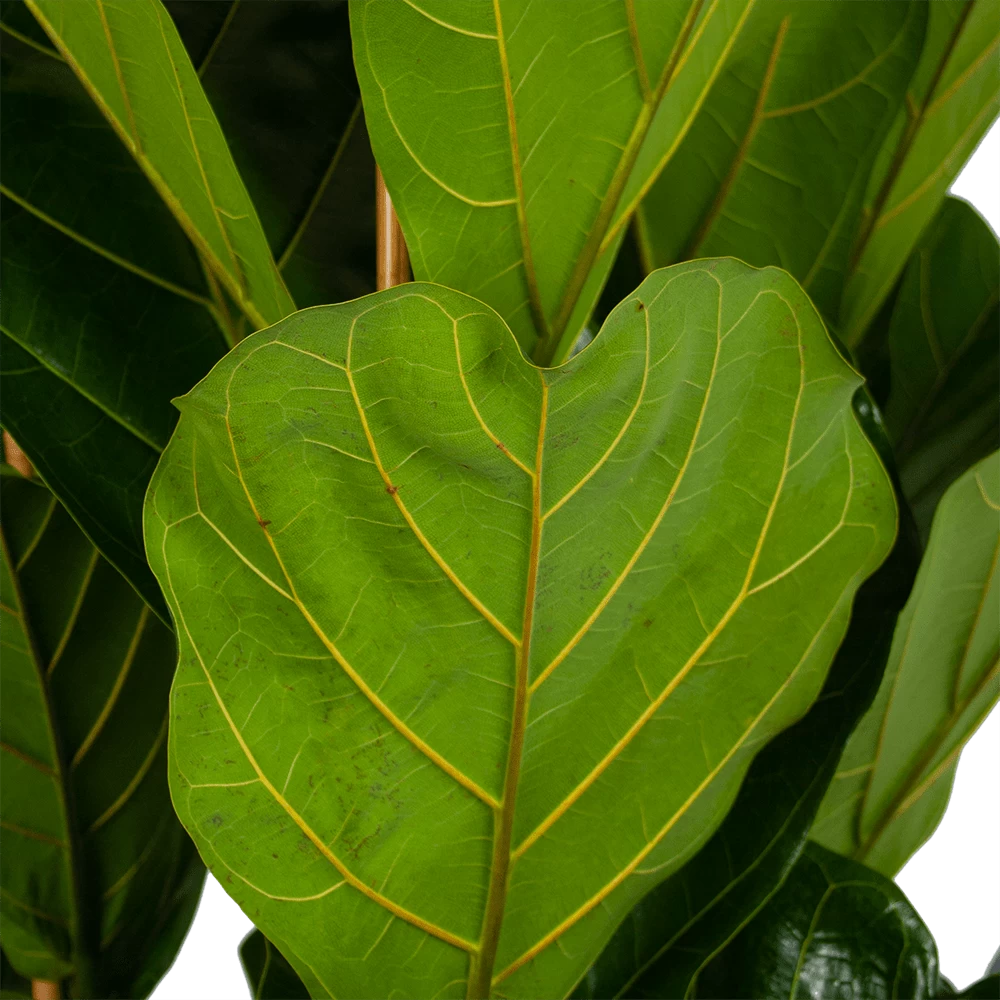 Ficus Lyrata - Tabaksplant - Toef - P35 H150 - Kamerplant 5 Ficus Lyrata - Tabaksplant - Toef - P35 H150 - Kamerplant - Afbeelding 3