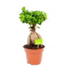 Ficus Microcarpa Ginseng - Bonsai - P17 H40 - Kamerplant -Woondecoratie Kortingen ficus microcarpa ginseng bonsai p17 h40 1
