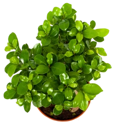 Ficus Microcarpa Ginseng - Bonsai - P17 H40 - Kamerplant -Woondecoratie Kortingen ficus microcarpa ginseng bonsai p17 h40 6