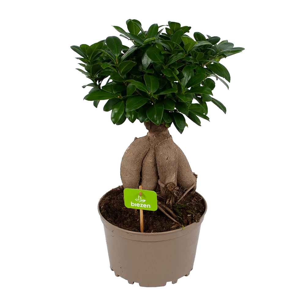 Ficus Microcarpa Ginseng - Bonsai - P20 H45 - Kamerplant 3 Ficus Microcarpa Ginseng - Bonsai - P20 H45 - Kamerplant