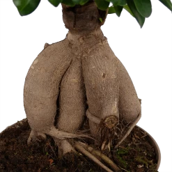 Ficus Microcarpa Ginseng - Bonsai - P20 H45 - Kamerplant 8 Ficus Microcarpa Ginseng - Bonsai - P20 H45 - Kamerplant -Woondecoratie Kortingen ficus microcarpa ginseng bonsai p20 h45 6