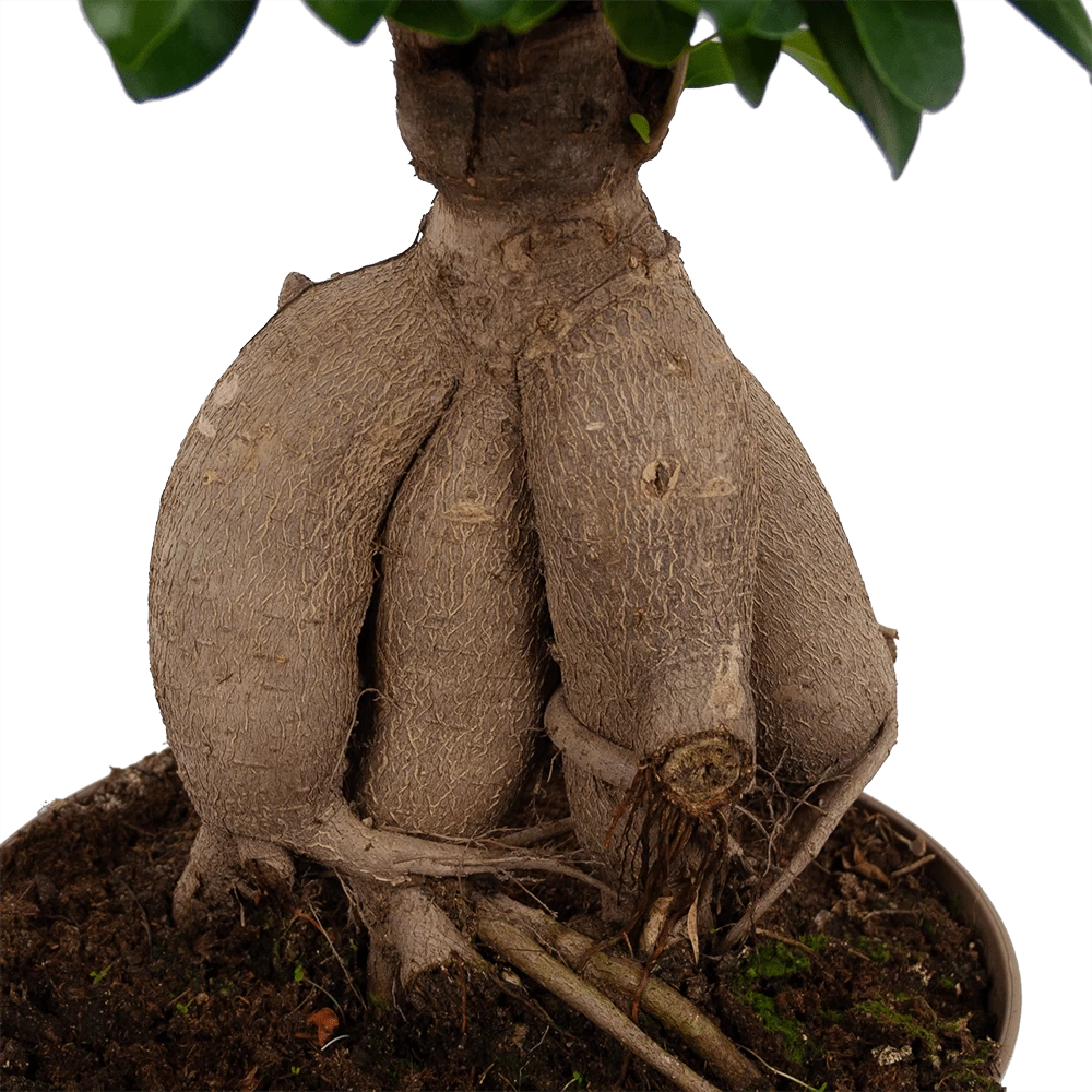 Ficus Microcarpa Ginseng - Bonsai - P20 H45 - Kamerplant 5 Ficus Microcarpa Ginseng - Bonsai - P20 H45 - Kamerplant - Afbeelding 3