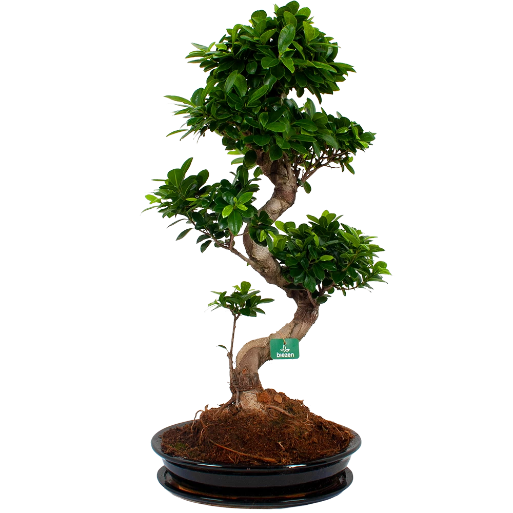 Ficus Microcarpa Ginseng In Zwarte Pot - Bonsai - P52 H100 - Kamerplant 3 Ficus Microcarpa Ginseng In Zwarte Pot - Bonsai - P52 H100 - Kamerplant