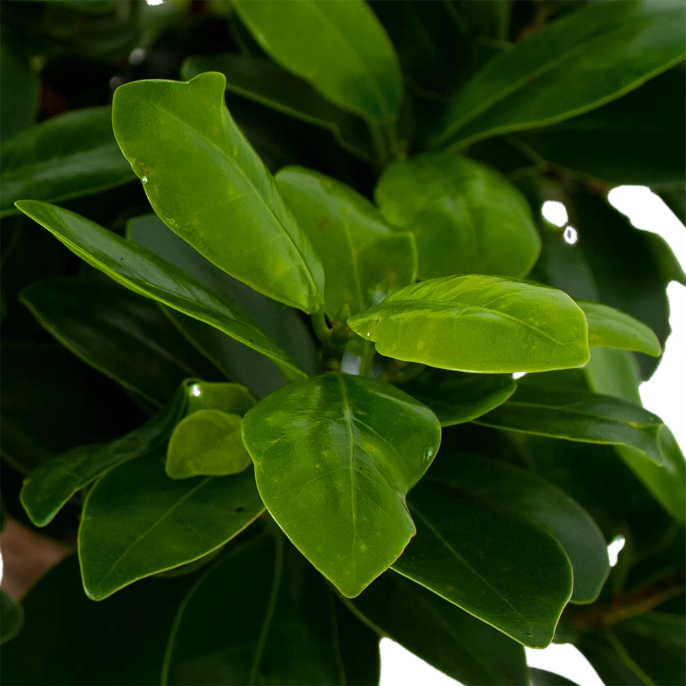 Ficus Microcarpa Ginseng In Zwarte Pot - Bonsai - P52 H100 - Kamerplant 4 Ficus Microcarpa Ginseng In Zwarte Pot - Bonsai - P52 H100 - Kamerplant - Afbeelding 2