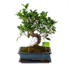 Ficus Retusa Taiwan - Bonsai - P29 H50 - Kamerplant 1 Ficus Retusa Taiwan - Bonsai - P29 H50 - Kamerplant -Woondecoratie Kortingen ficus retusa taiwan bonsai p29 h50 1
