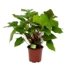 Homalomena Rubescens 'Maggy' - P19 H60 - Kamerplant -Woondecoratie Kortingen homalomena rubescens maggy p19 h60 1 2
