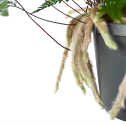 Humata Tyermannii - In Hangpot - P17 H30 - Kamerplant 8 Humata Tyermannii - In Hangpot - P17 H30 - Kamerplant -Woondecoratie Kortingen humata tyermannii in hangpot p17 h30 6