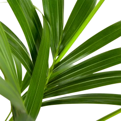 Kentiapalm - Howea Forsteriana - P21 H140 - Kamerplant -Woondecoratie Kortingen kentiapalm howea forsteriana p21 h140 5