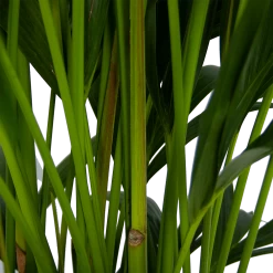 Kentiapalm - Howea Forsteriana - P27 H170 - Kamerplant -Woondecoratie Kortingen kentiapalm howea forsteriana p27 h170 5