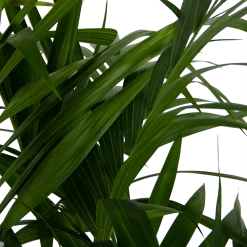 Kentiapalm - Howea Forsteriana - P27 H170 - Kamerplant -Woondecoratie Kortingen kentiapalm howea forsteriana p27 h170 6