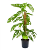 Monstera Adansonii Op Mosstok - Monkey Mask/Leaf- P16 H65 - Kamerplant 1 Monstera Adansonii Op Mosstok - Monkey Mask/Leaf- P16 H65 - Kamerplant -Woondecoratie Kortingen monstera adansonii monkey mask rimpelgatenplant p16 h65 4