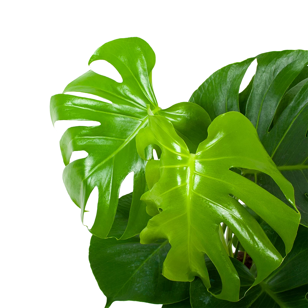 Monstera Deliciosa - Gatenplant - P17 H65 - Kamerplant 4 Monstera Deliciosa - Gatenplant - P17 H65 - Kamerplant - Afbeelding 2