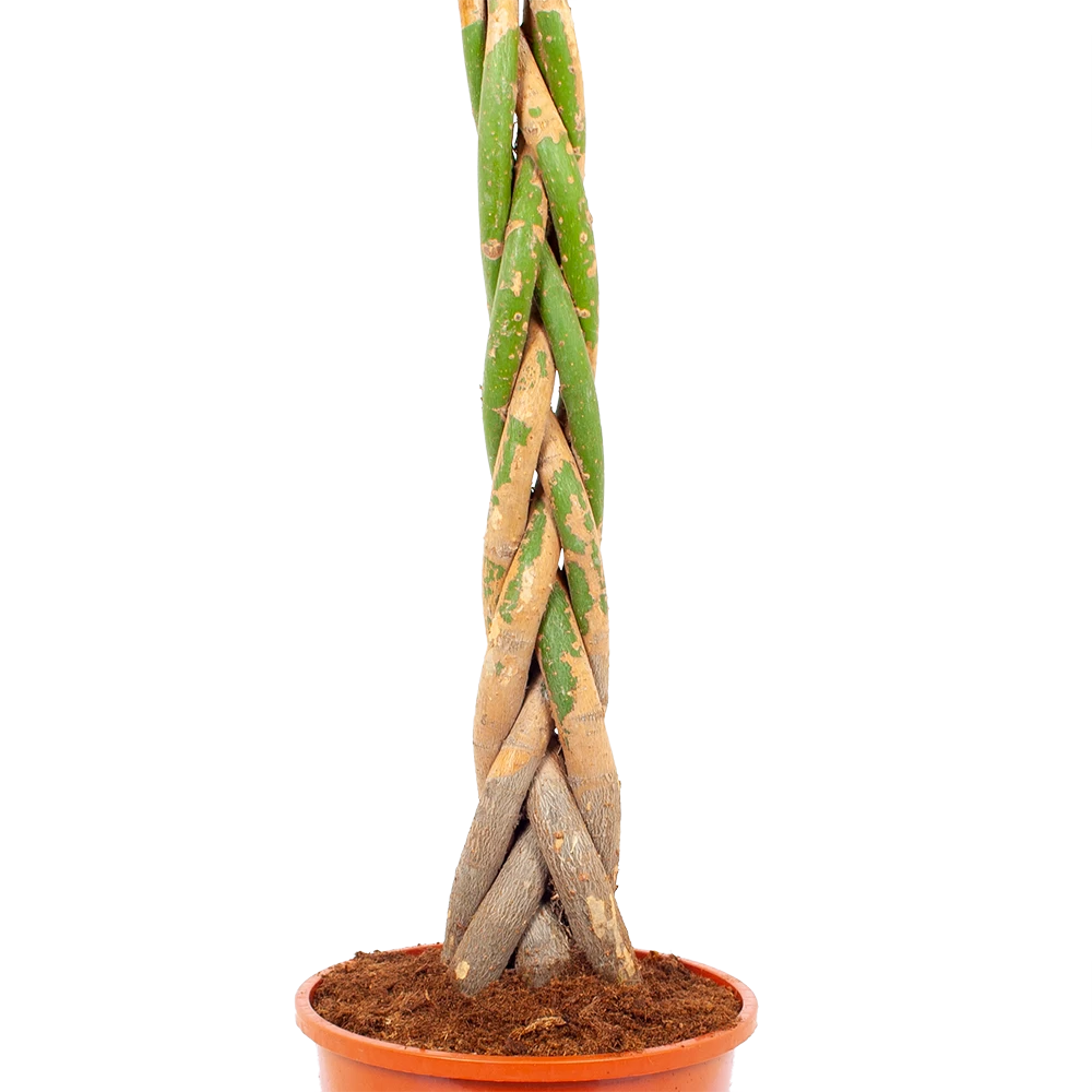 Pachira Aquatica - Geldboom - P24 H135 - Kamerplant 4 Pachira Aquatica - Geldboom - P24 H135 - Kamerplant - Afbeelding 2