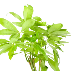 Pachira Aquatica - Geldboom - P24 H135 - Kamerplant 8 Pachira Aquatica - Geldboom - P24 H135 - Kamerplant -Woondecoratie Kortingen pachira aquatica geldboom p24 h135 6