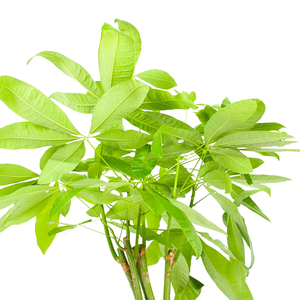 Pachira Aquatica - Geldboom - P24 H135 - Kamerplant 5 Pachira Aquatica - Geldboom - P24 H135 - Kamerplant - Afbeelding 3