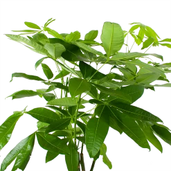 Pachira Aquatica - Geldboom - P27 H150 - Kamerplant 8 Pachira Aquatica - Geldboom - P27 H150 - Kamerplant -Woondecoratie Kortingen pachira aquatica geldboom p27 h150 6