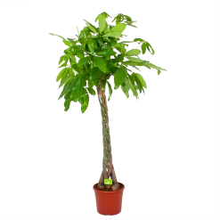 Pachira Aquatica - Geldboom - P35 H190 - Kamerplant
