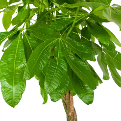 Pachira Aquatica - Geldboom - P35 H190 - Kamerplant -Woondecoratie Kortingen pachira aquatica geldboom p35 h190 6