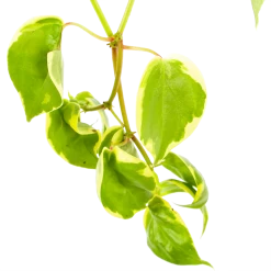 Peperomia Scandens Variegata - In Hangpot - P17 H30 - Kamerplant -Woondecoratie Kortingen peperomia scandens variegata in hangpot p17 h30 6