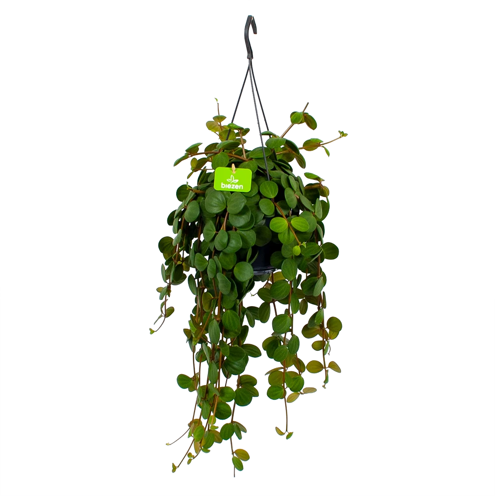 Peperomia Tetraphylla - In Hangpot - P15 H25 - Kamerplant 3 Peperomia Tetraphylla - In Hangpot - P15 H25 - Kamerplant