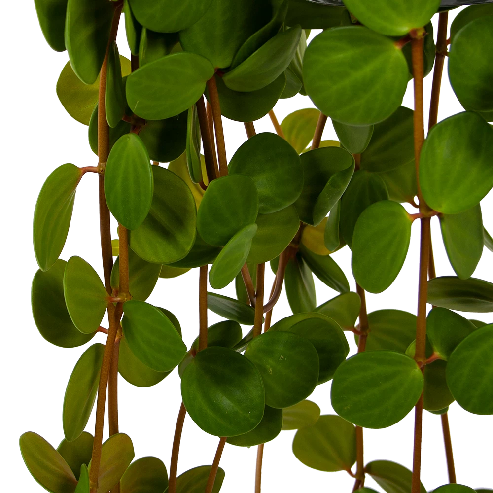 Peperomia Tetraphylla - In Hangpot - P15 H25 - Kamerplant 5 Peperomia Tetraphylla - In Hangpot - P15 H25 - Kamerplant - Afbeelding 3