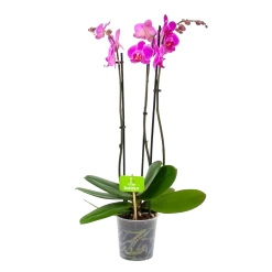 3 Taks Phalaenopsis Evolution - Vlinderorchidee - P12 H60 - Kamerplant