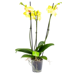 3 Taks Phalaenopsis Limelight - Vlinderorchidee - P12 H60 - Kamerplant