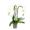 Phalaenopsis - Vlinderorchidee - 3 Taks - Waterfall - P12 H60 Wit - Kamerplant 2 Phalaenopsis - Vlinderorchidee - 3 Taks - Waterfall - P12 H60 Wit - Kamerplant -Woondecoratie Kortingen phalaenopsis vlinderorchidee 3 taks waterfall p12cm h60cm wit 4